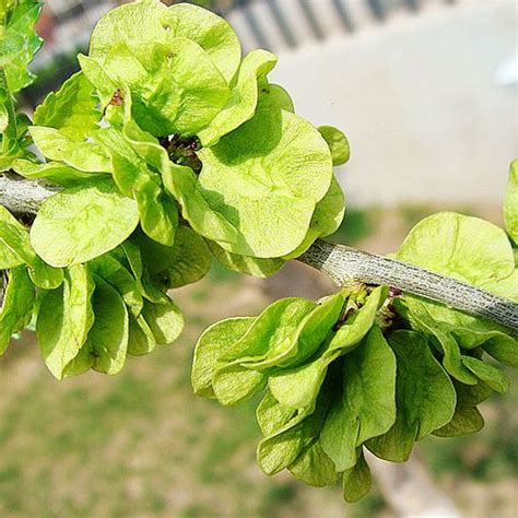 榆錢樹 榆樹|榆錢(植物名):形態特徵,生長環境,分布範圍,主要價值,食用價值,綠。